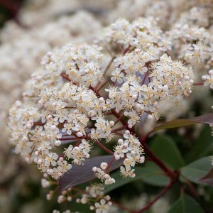 Červienka Fraserova (Photinia × fraseri) ´CARRÉ ROUGE´ - výška 20-40 cm, kont. C2L (-23°C)